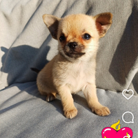 Cucciolo di chihuahua femmina pelo corto