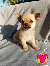 Cucciolo di chihuahua femmina pelo corto