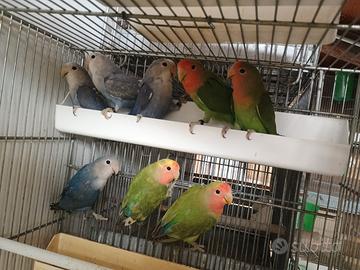 Inseparabili roseicollis