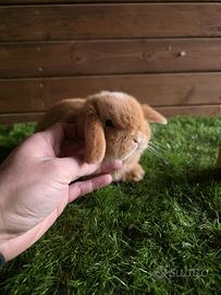 Conigli nani ariete nano x minilop