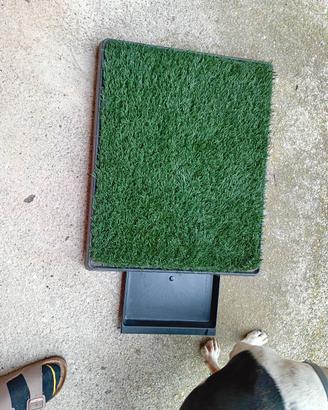 lettiera scuola per cuccioli 