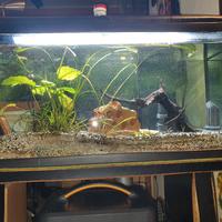 acquario per pesci di acqua dolce