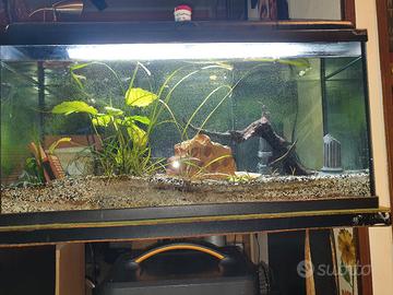 acquario per pesci di acqua dolce