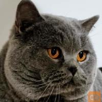 Gatto per accoppiamento