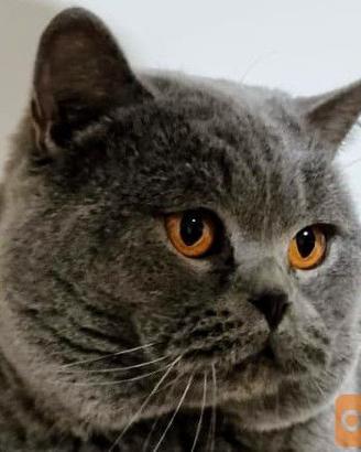 Gatto per accoppiamento