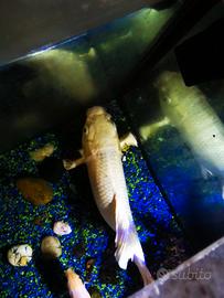 Carpa koi bianco platino