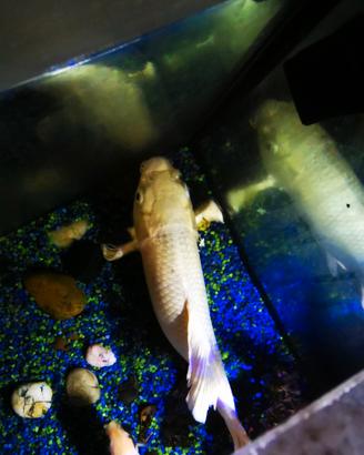 Carpa koi bianco platino