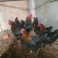 Galline marans giovani
