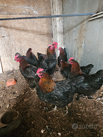 Galline marans giovani