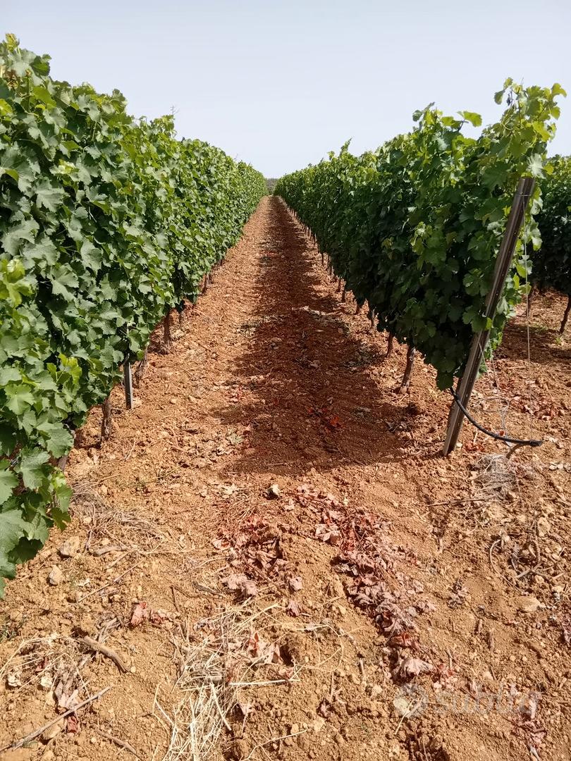 Lotti agricoli parzialmente coltivati a vigneto - Vista 4