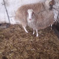 Ariete di 1 e 3 anni