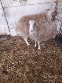 Ariete di 1 e 3 anni