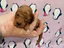 Immagine 5