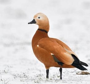 Maschio Anatra Casarca C.E.R.C.O