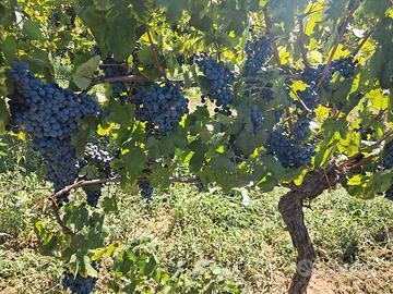 UVA DA VINO QUALITÀ FALANGHINA E CASAVECCHIA