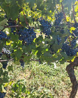 UVA DA VINO QUALITÀ FALANGHINA E CASAVECCHIA