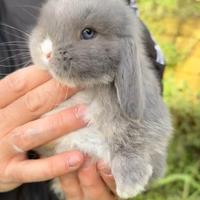 Conigli ariete nano cuccioli