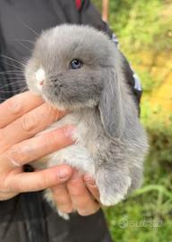 Conigli ariete nano cuccioli