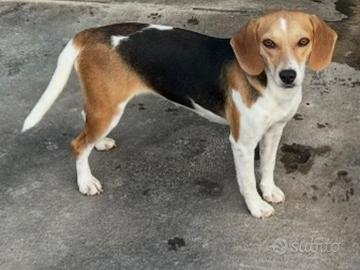 Cuccioloni per caccia al coniglio