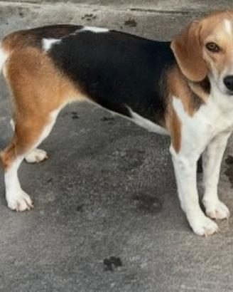 Cuccioloni per caccia al coniglio