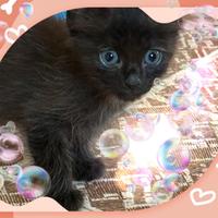 Gattini