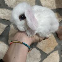 Minilop