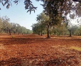Uliveto a Castelvetrano