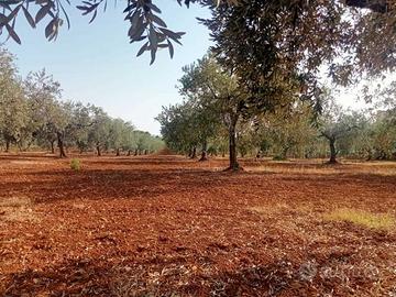 Agricolo a Castelvetrano