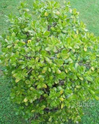 Crassula