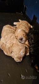 Cuccioli barboncino nano