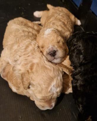 Cuccioli barboncino nano