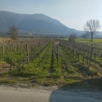 Terreno agricolo