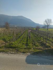Terreno agricolo