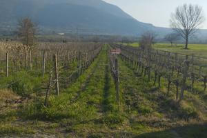 Terreno agricolo