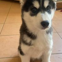 Husky siberian