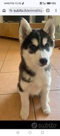 Husky siberian