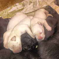 Labrador retriever