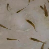 Pesci Anti zanzare per laghetto