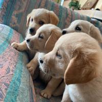 Cuccioli Labrador
