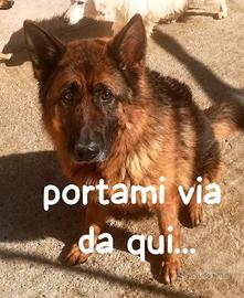 Axel e' un pastore tedesco di 5 anni