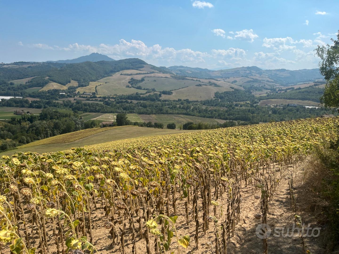 2 casali collabenti + 7 ettari terreno Montelparo - Altro