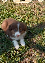 Cucciolo Pastore Australiano