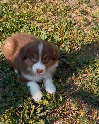 Cucciolo Pastore Australiano