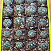 Astrophytum Asterias Mix