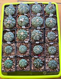 Astrophytum Asterias Mix