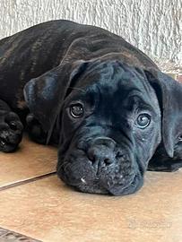 cuccioli cane corso - Animali In vendita a Roma