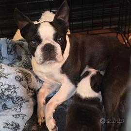 Boston terrier cuccioli