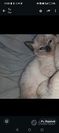 Cuccioli Siamesi Thai