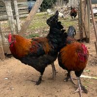 Marans e Araucana inglese