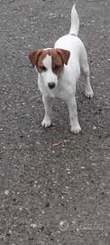 Jack Russell cucciolo